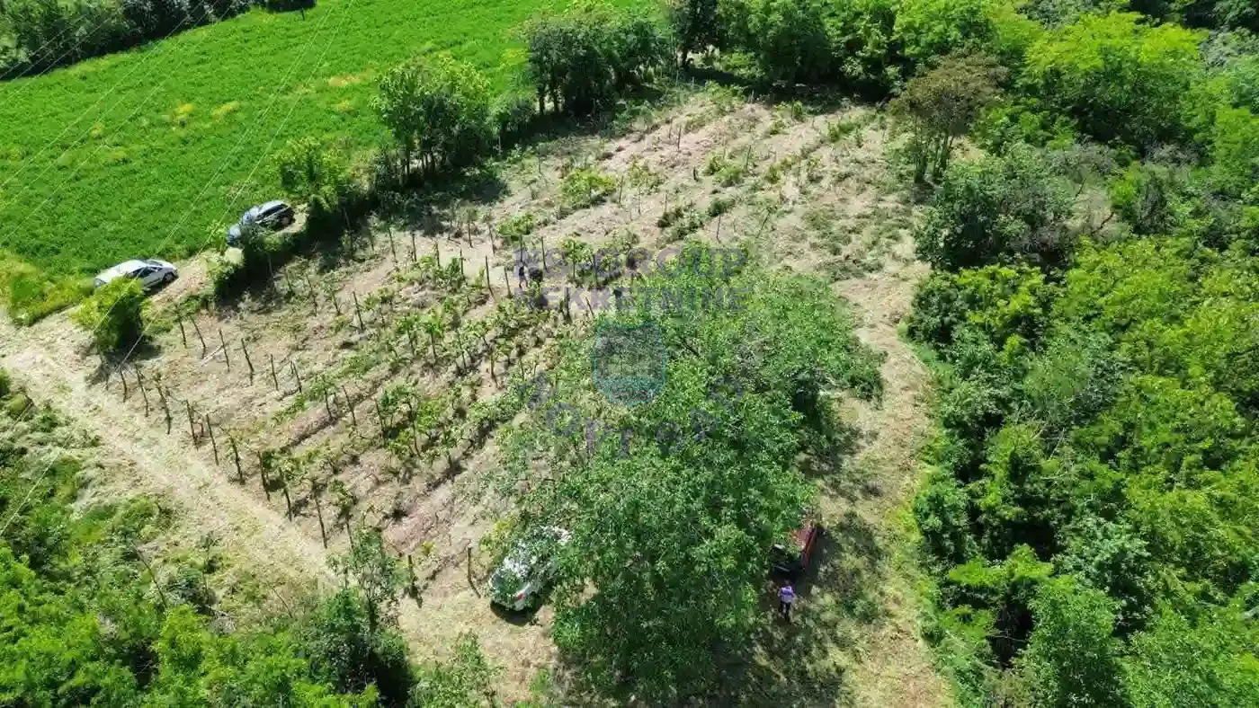 plac na prodaju Beočin, 6932m2 557240