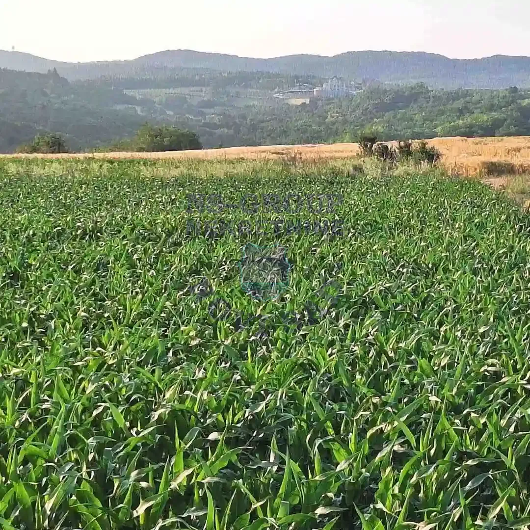 plac na prodaju Irig, 1201m2 557869