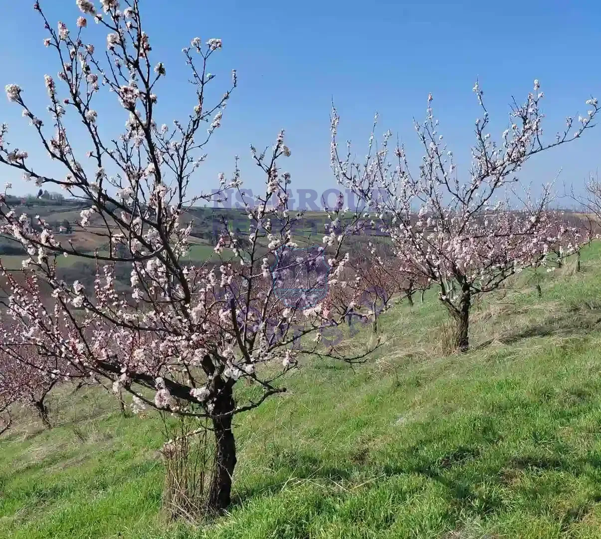 plac na prodaju Sremski Karlovci, 19896m2 565934