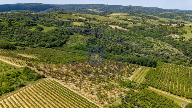 plac na prodaju Sremski Karlovci 19896m2 565934