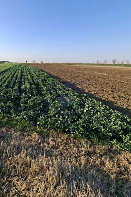 plac na prodaju Kovilj 2818m2 575020