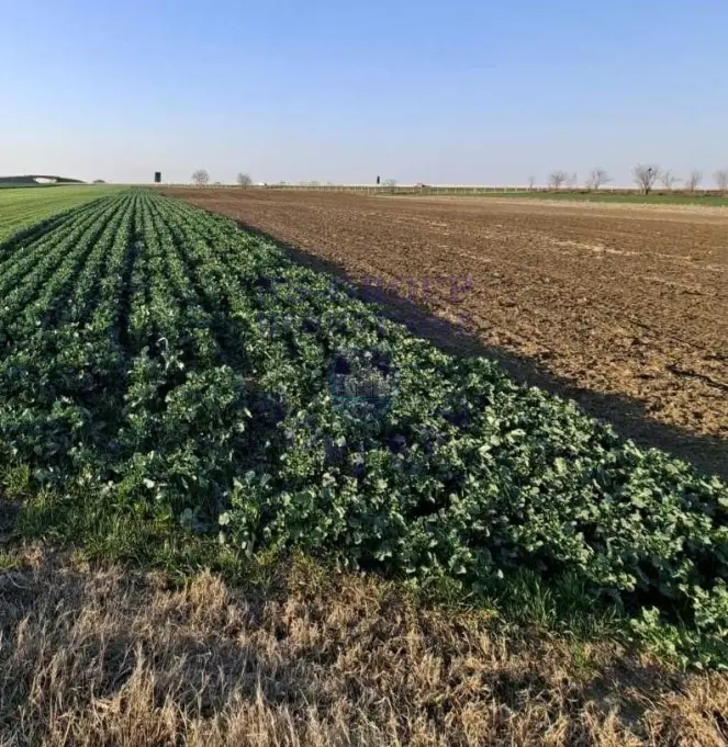 plac na prodaju Kovilj 2818m2 575020