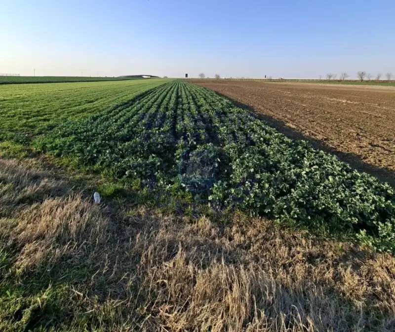 plac na prodaju Kovilj 2818m2 575020