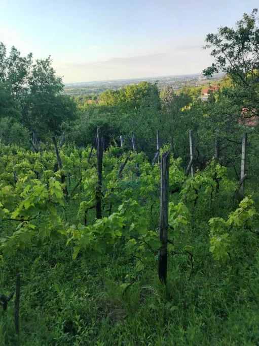 plac na prodaju Petrovaradin 739m2 575223
