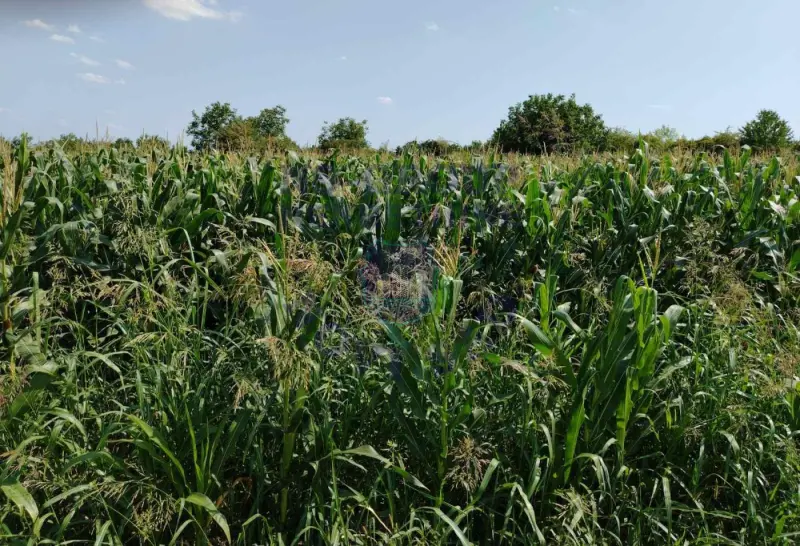 plac na prodaju Petrovaradin 744m2 575455