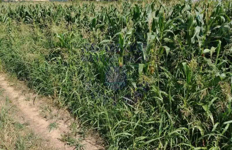 plac na prodaju Petrovaradin, 755m2 575454