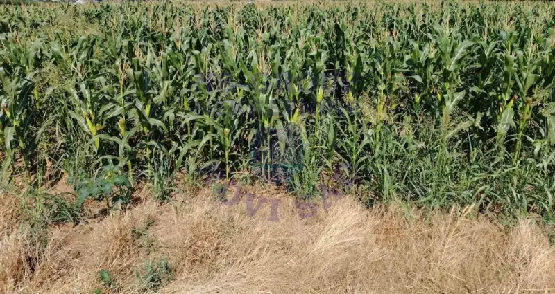 plac na prodaju Petrovaradin 755m2 575454