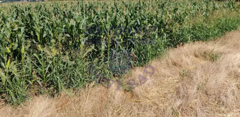 plac na prodaju Petrovaradin 744m2 575455