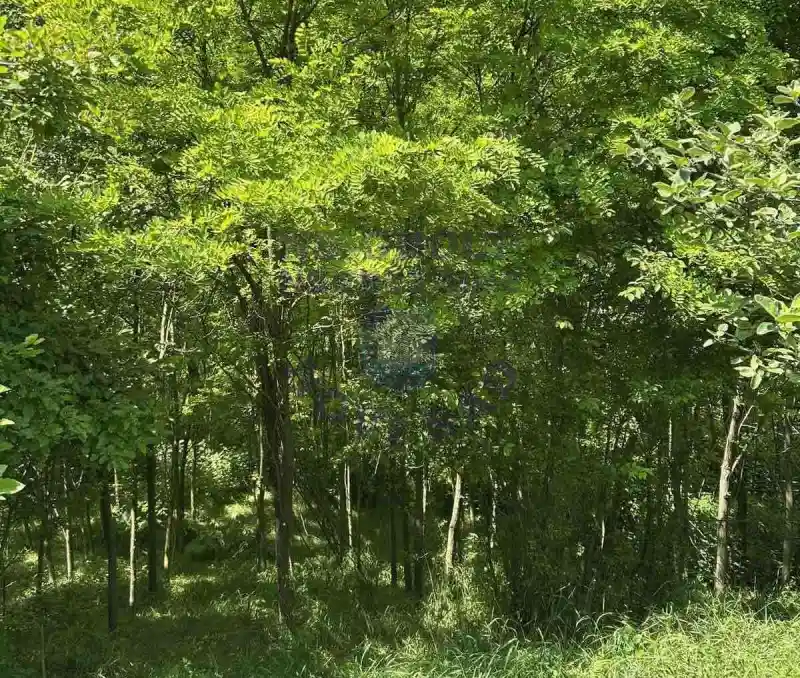 Plac na prodaju Rakovac 3642m2, 577245