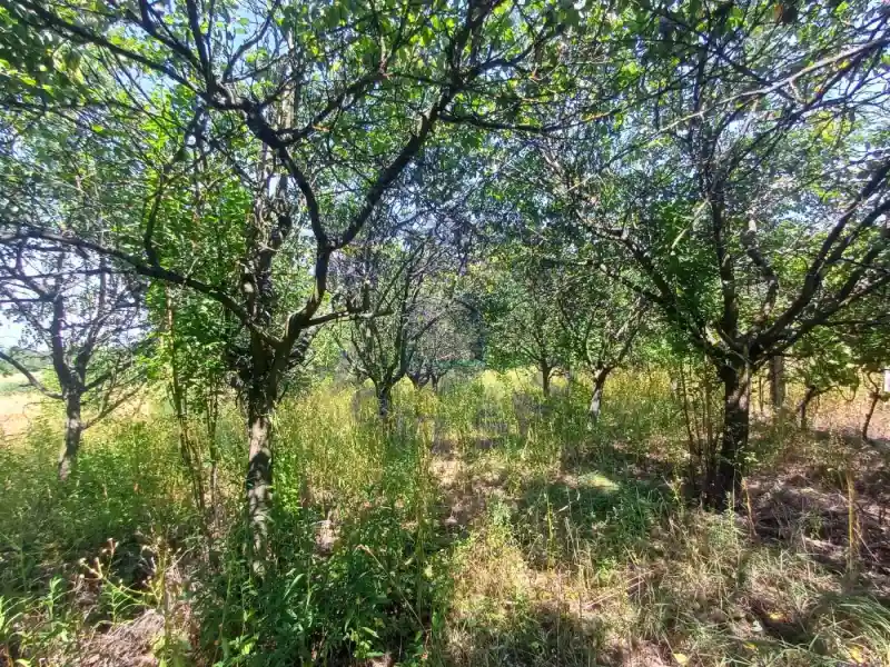 Plac na prodaju Sremski Karlovci 3551m2, 572496