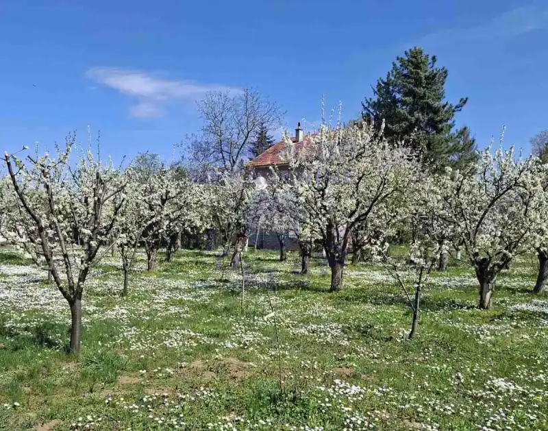 Kuća na prodaju Krušedol 30m2, 577724