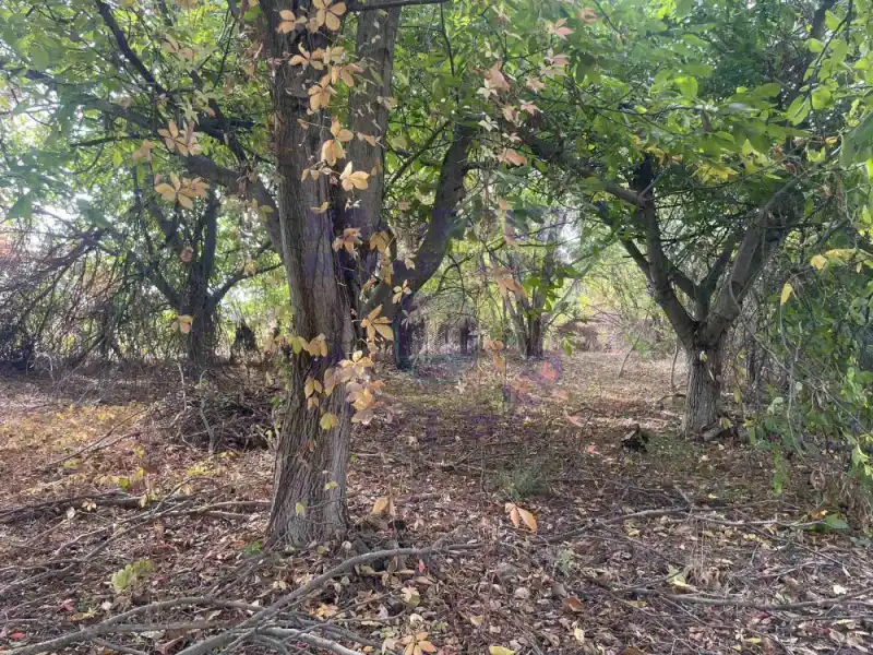 Kuća za izdavanje Bački Petrovac 1524m2, 578751