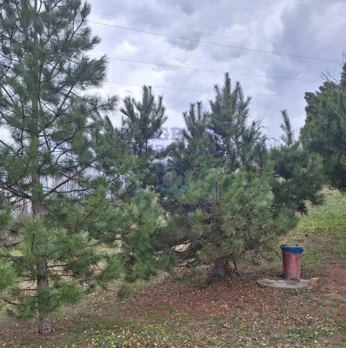 Plac na prodaju Čerević 1265m2, 579193