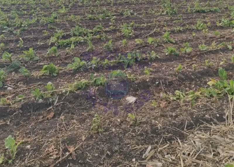 plac na prodaju Maradik, 1001m2 579821