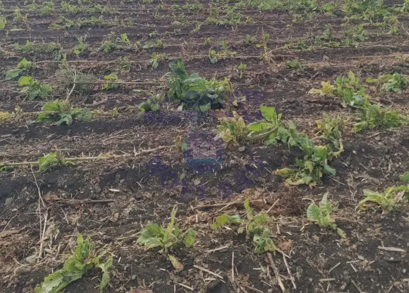 plac na prodaju Maradik 1001m2 579830