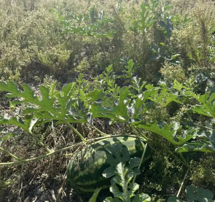 Plac na prodaju Sremski Karlovci 6431m2, 580538