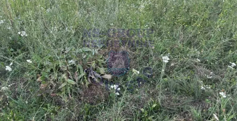 Plac na prodaju Sremski Karlovci 6431m2, 580538